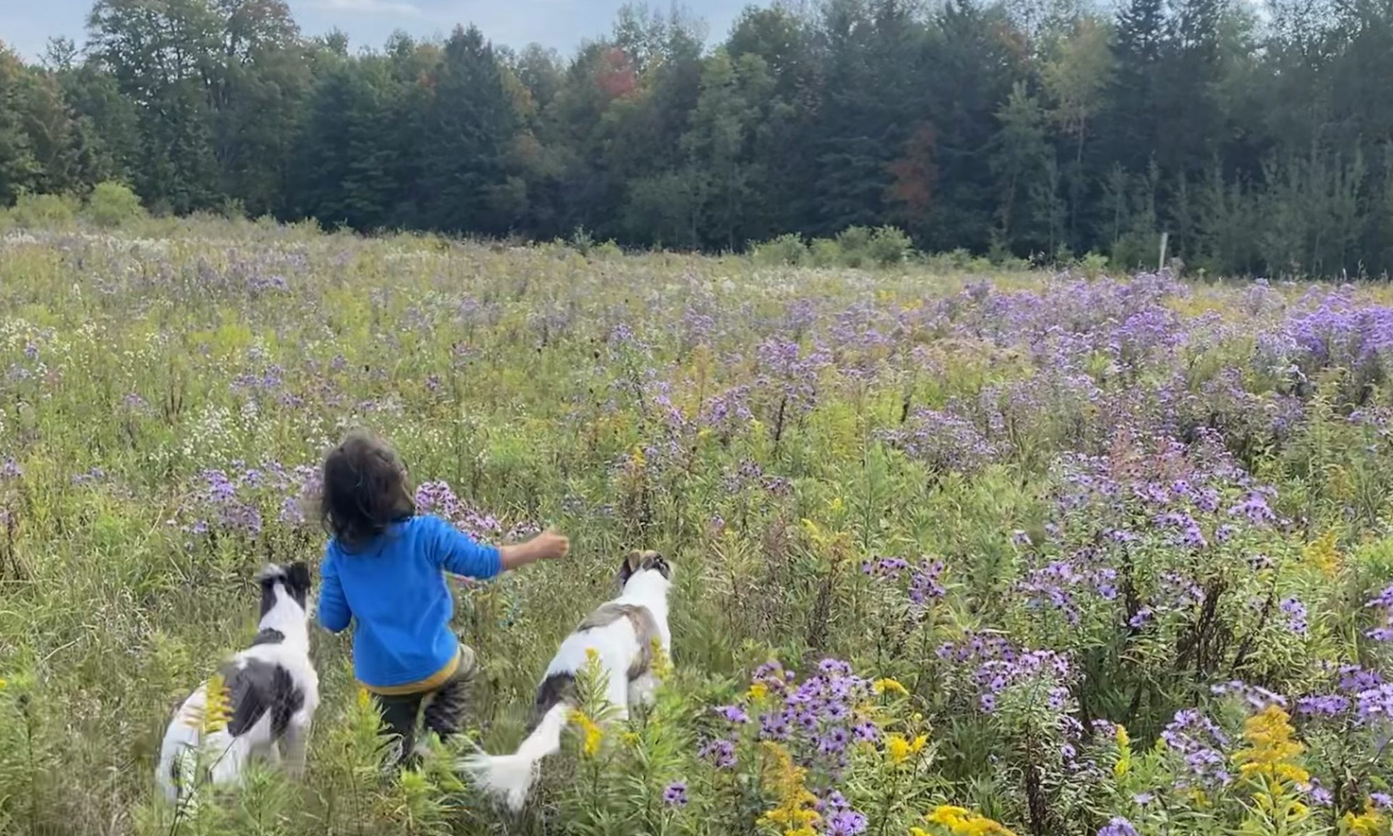 Winter Hill Canine Cottage: Dog Boarding Guelph Ontario